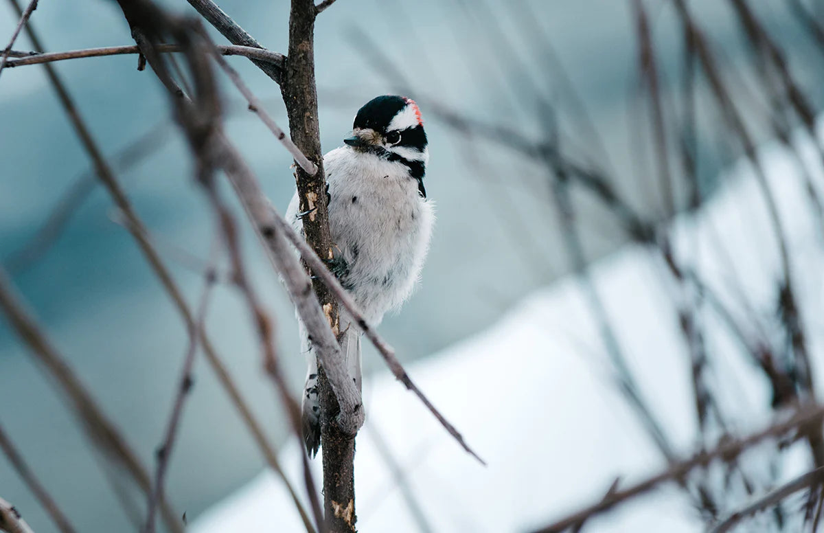 The Lone Bird in Snow